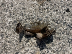 オニオコゼの釣果