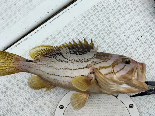 ホウキハタの釣果