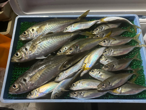 アジの釣果