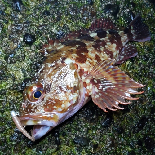 カサゴの釣果