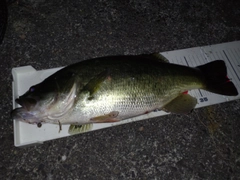 ブラックバスの釣果