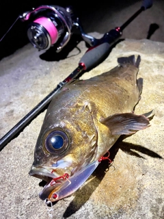 クロメバルの釣果