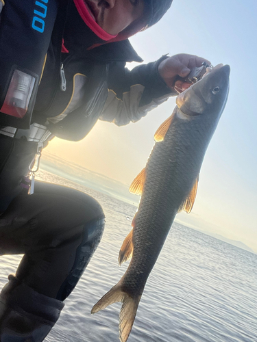 ニゴイの釣果