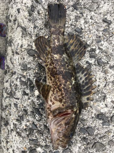 タケノコメバルの釣果