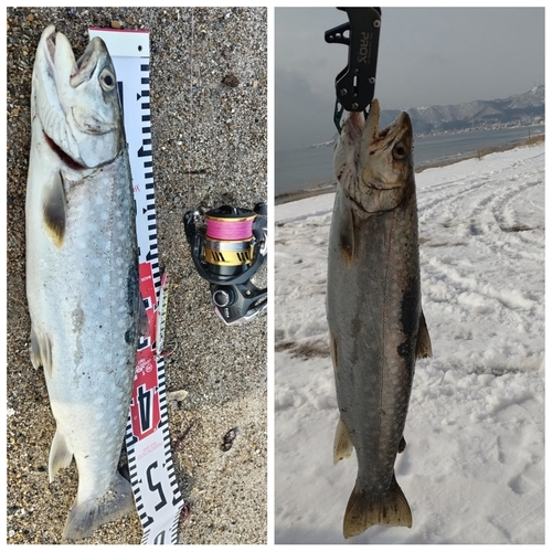 アメマスの釣果