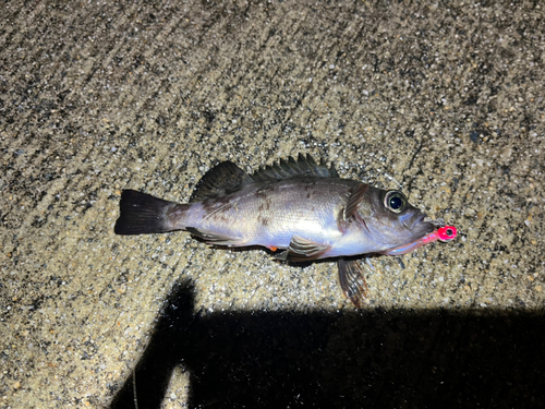 メバルの釣果