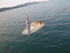 コノシロの釣果