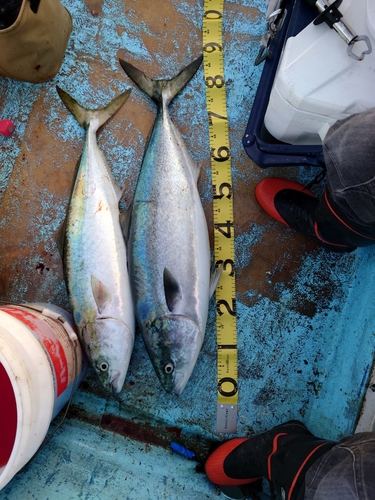 ブリの釣果