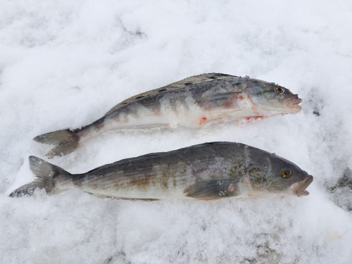 ホッケの釣果