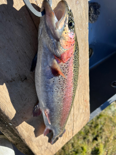 ニジマスの釣果