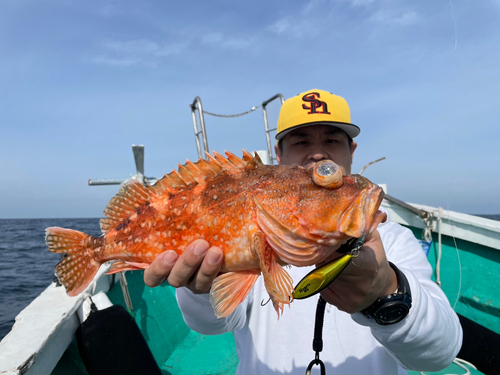 ウッカリカサゴの釣果