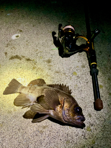 シロメバルの釣果