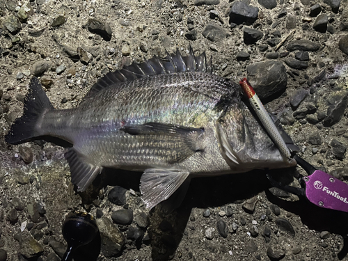 クロダイの釣果