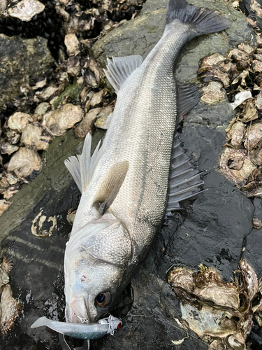 スズキの釣果