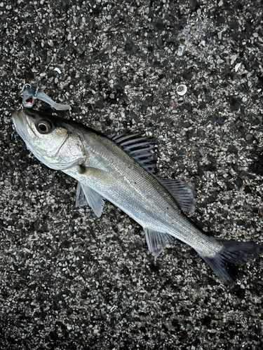 セイゴ（マルスズキ）の釣果