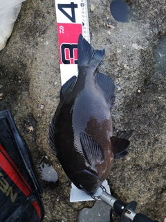 クチブトグレの釣果