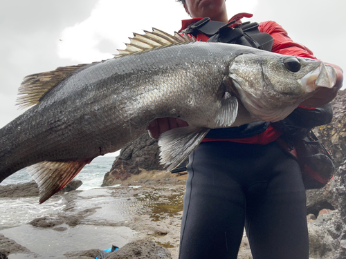 ヒラスズキの釣果