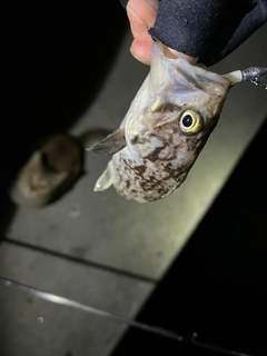 タケノコメバルの釣果