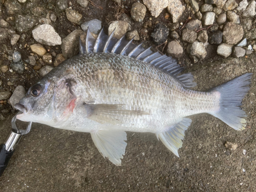 キビレの釣果