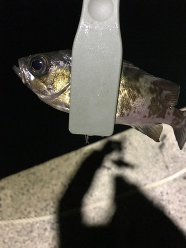 アオメバルの釣果