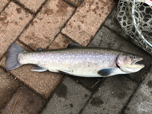 イワナの釣果