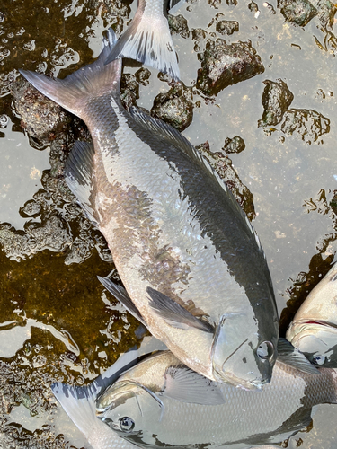 クチブトグレの釣果