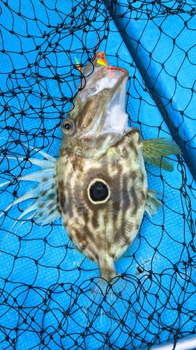 マトウダイの釣果