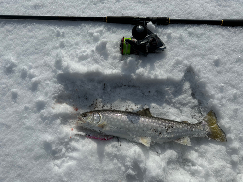 ウミアメの釣果