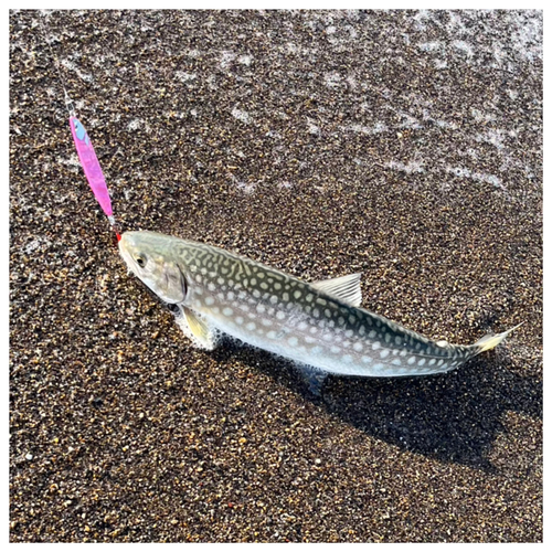 アメマスの釣果