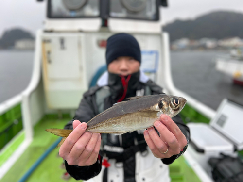 マアジの釣果