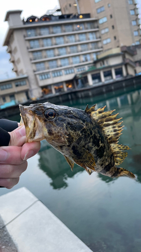 タケノコメバルの釣果