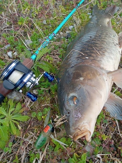 コイの釣果