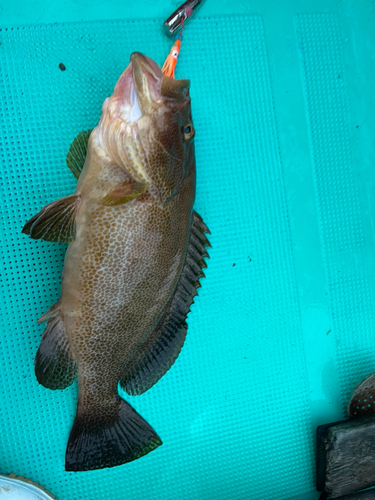 ホウセキハタの釣果