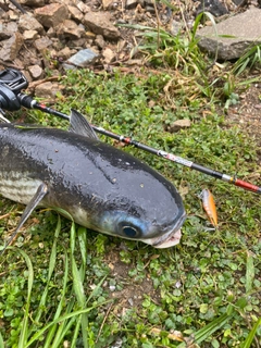 ボラの釣果