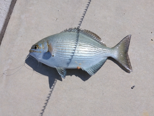 イスズミの釣果