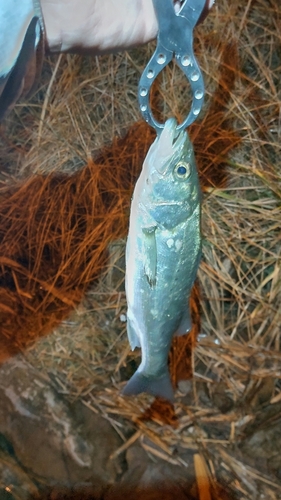 セイゴ（マルスズキ）の釣果