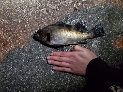 アオメバルの釣果