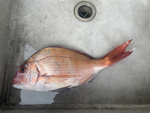 タイの釣果