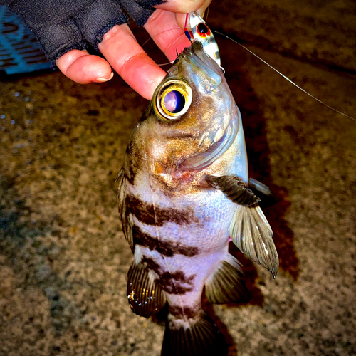 シロメバルの釣果