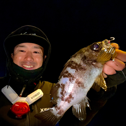 シロメバルの釣果