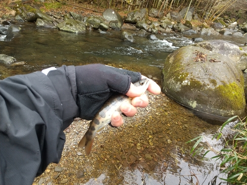 アマゴの釣果