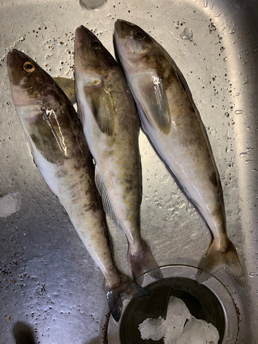 ホッケの釣果