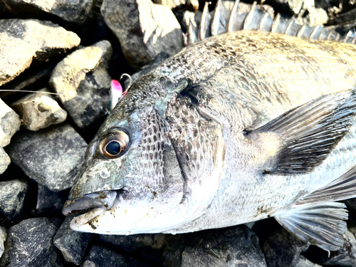 クロダイの釣果