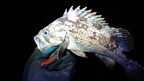 クロソイの釣果