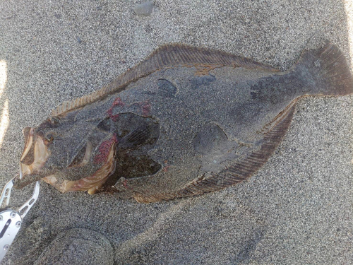 ヒラメの釣果