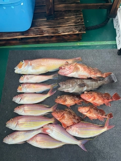アマダイの釣果