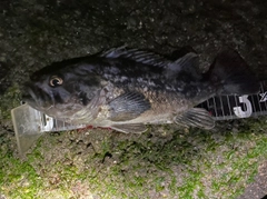 クロソイの釣果