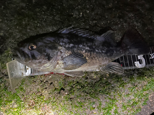 クロソイの釣果