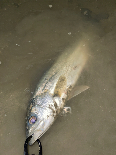 セイゴ（マルスズキ）の釣果