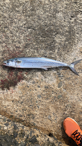 サゴシの釣果